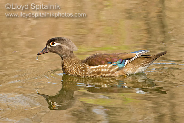 Wood Duck (female)