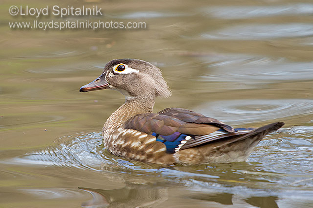 Wood Duck (female)