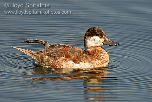 Ruddy Duck (male)