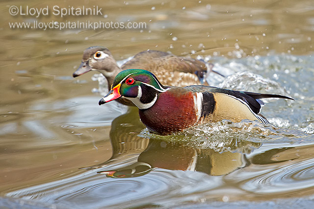 Wood Duck 