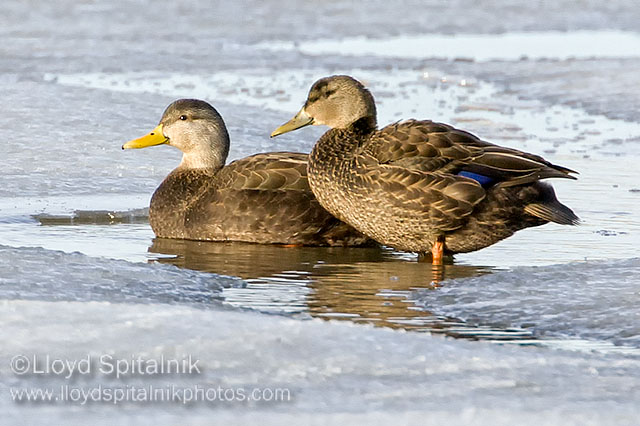 American Black Duck