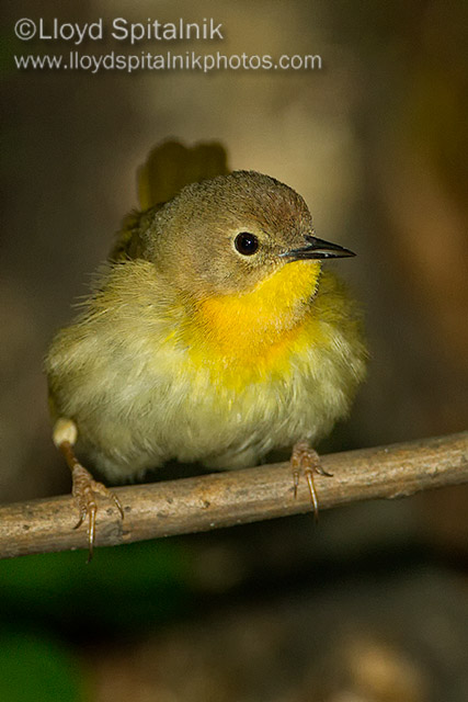 Common Yellowthroat