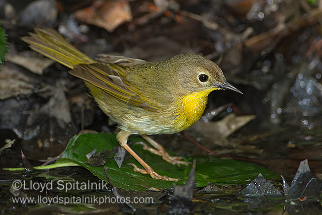 Common Yellowthroat (female)