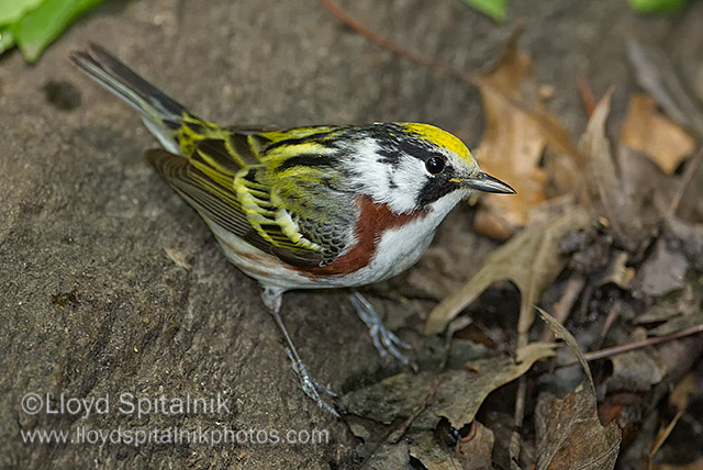 Chestnut-sided Warbler