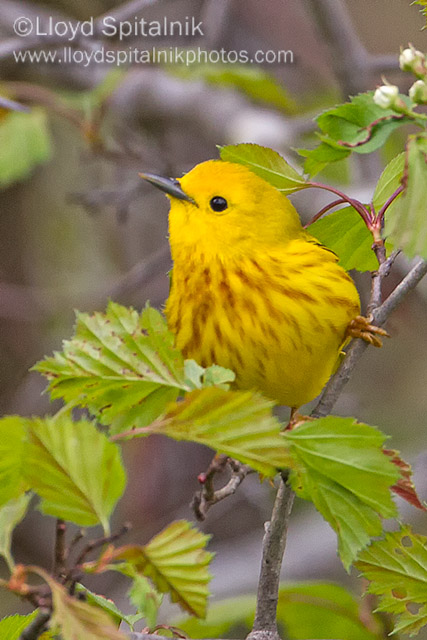 Yellow Warbler