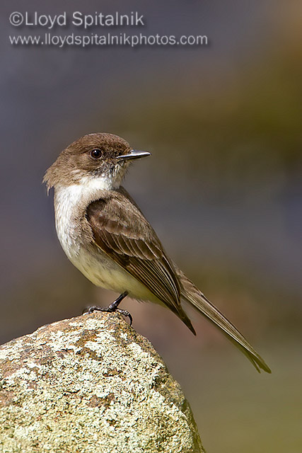 Eastern Phoebe