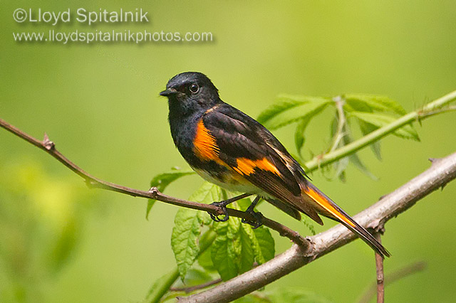 American Redstart
