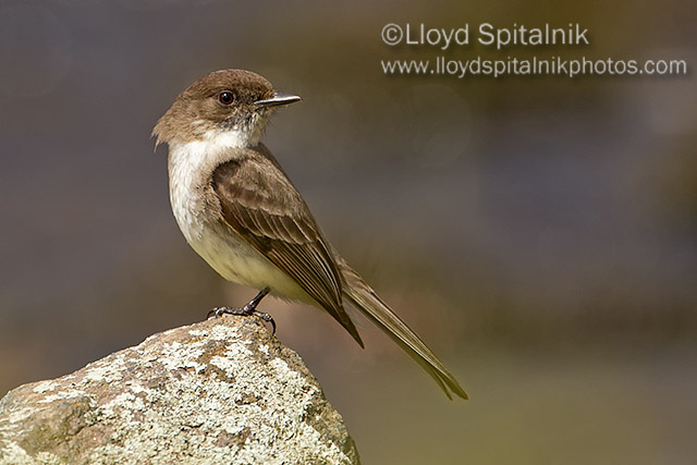 Eastern Phoebe