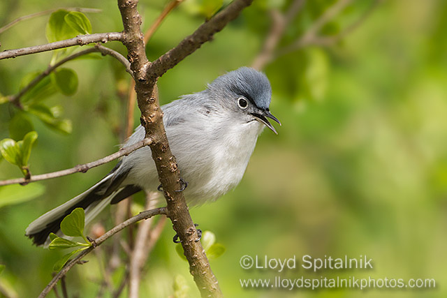 Blue-gray Gnatcatcher