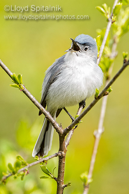 Blue-gray Gnatcatcher
