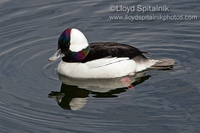 Bufflehead