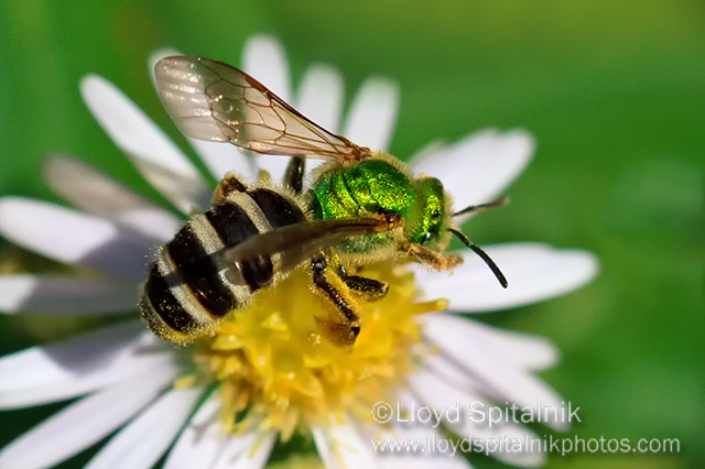Metallic Green Bee