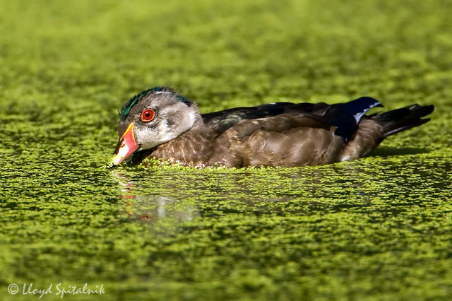 Wood Duck (eclipse male)