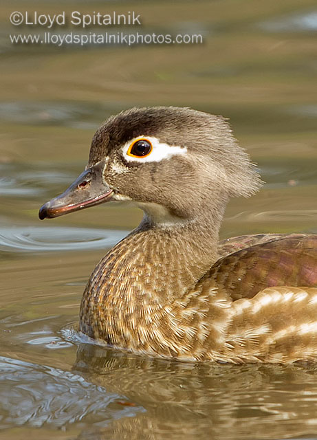 Wood Duck (female)