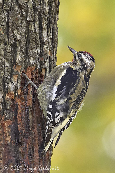 Yellow-bellied Sapsucker (juvenile)