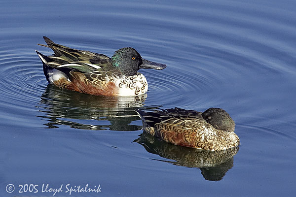 Northern Shoveler