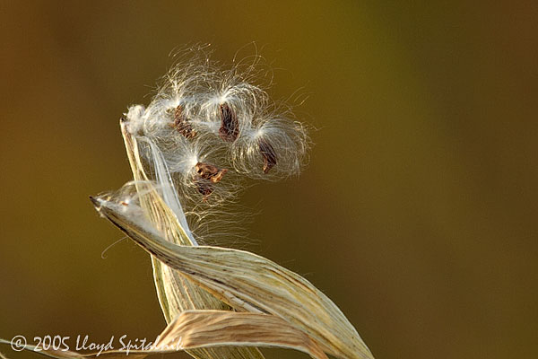 Milkweed