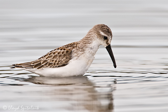 Western Sandpiper