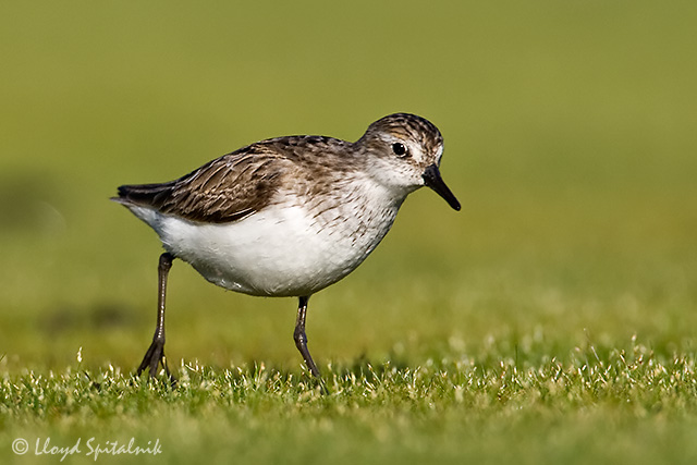 Semipalmated Sandpiper