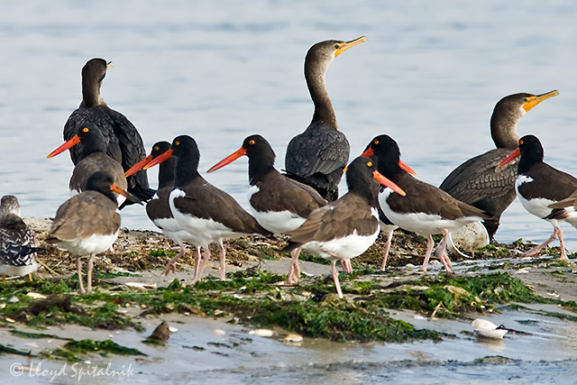 American Oystercatcher