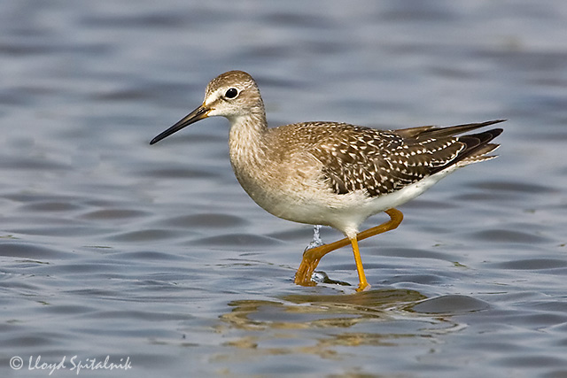 Lesser Yellowlegs