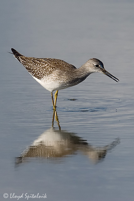 Lesser Yellowlegs