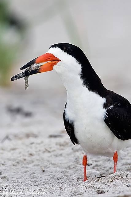 Black Skimmer