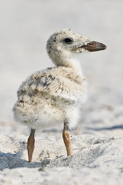 Black Skimmer