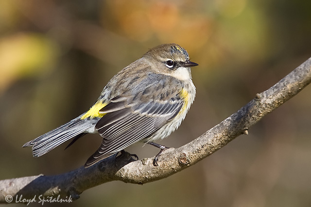 Yellow-rumped Warbler