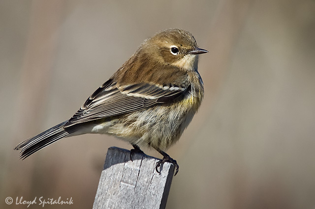 Yellow-rumped Warbler