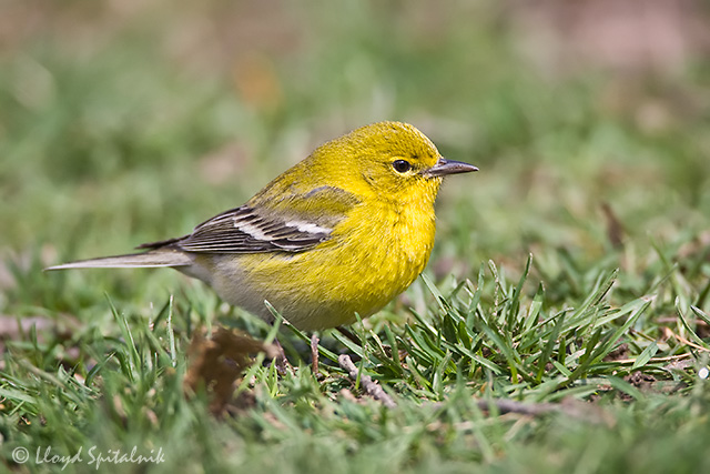 Pine Warbler