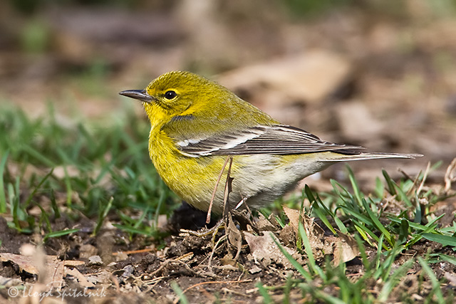 Pine Warbler