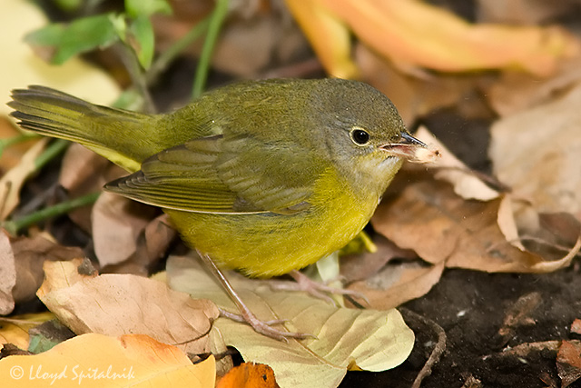 Mourning Warbler