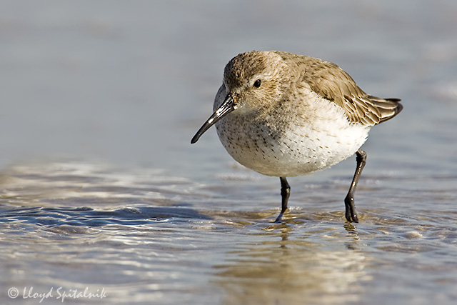 Dunlin