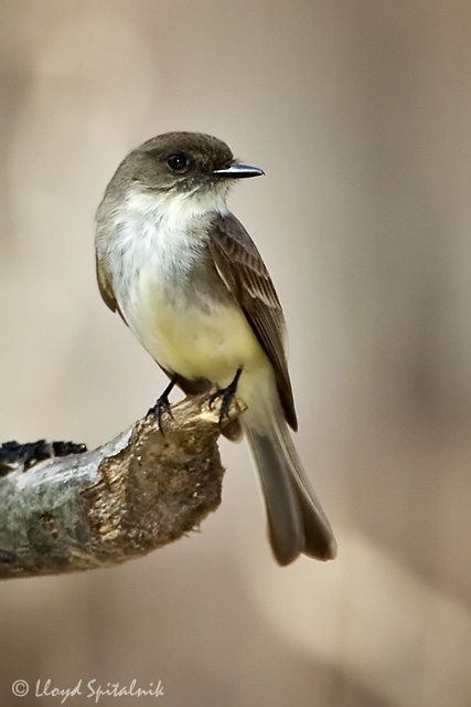 Eastern Phoebe