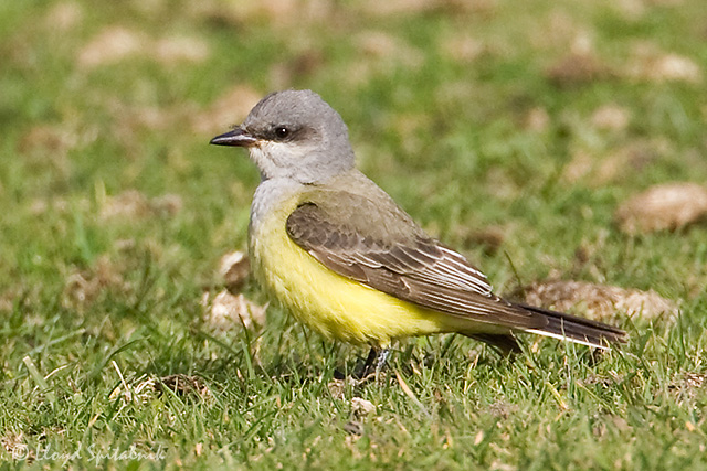 Western Kingbird