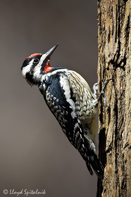 Yellow-bellied Sapsucker