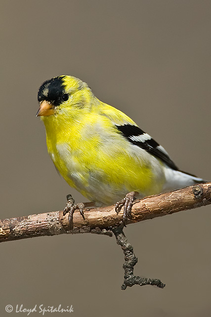 American Goldfinch