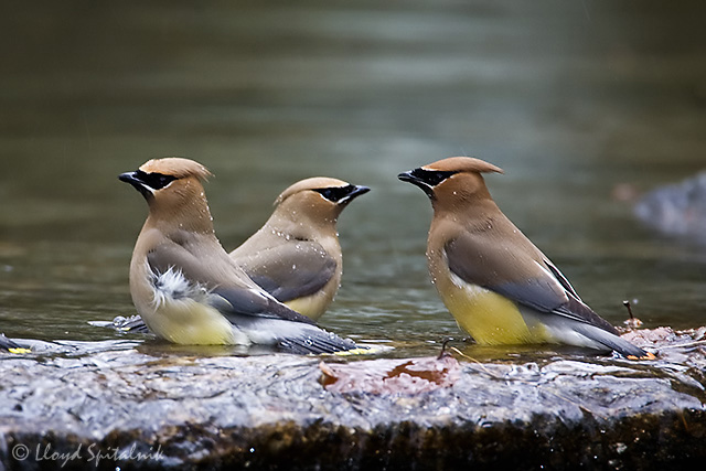 Cedar Waxwing