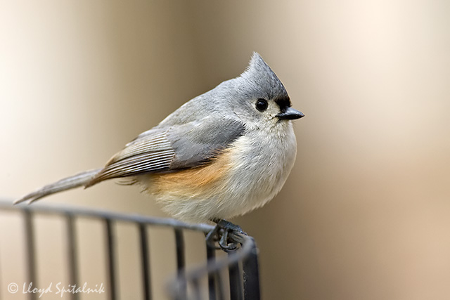 Tufted Titmouse