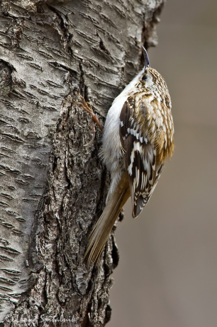 Brown Creeper