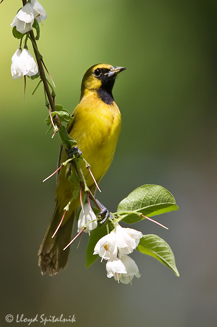 Orchard Oriole