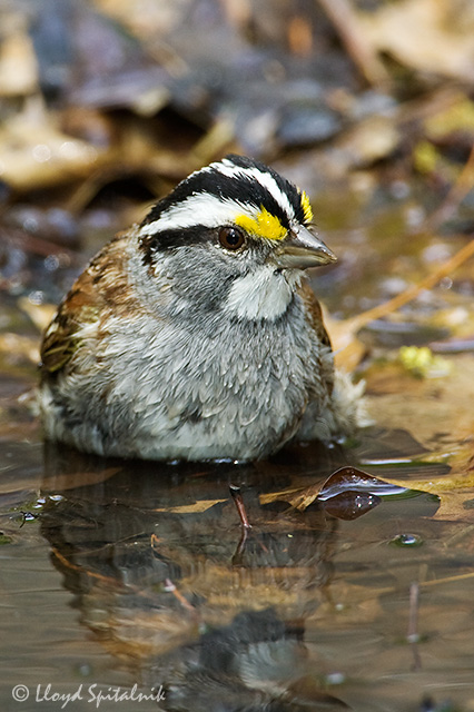 White-throated Sparrow