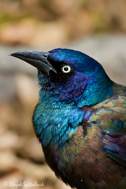 Common Grackle