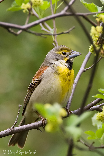 Dickcissel