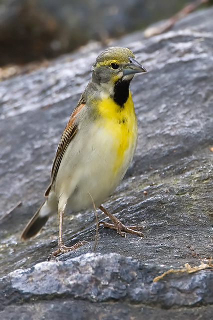 Dickcissel