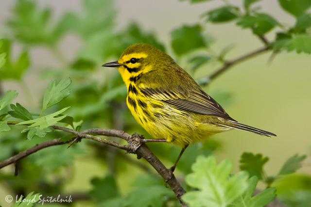 Prairie Warbler
