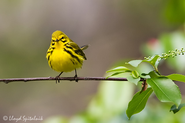 Prairie Warbler