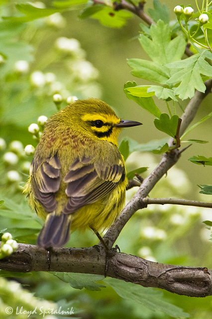 Prairie Warbler