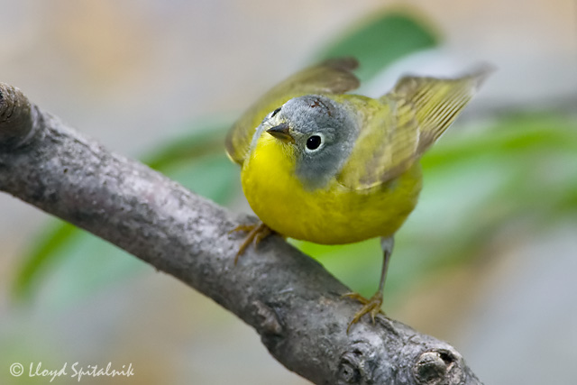 Nashville Warbler
